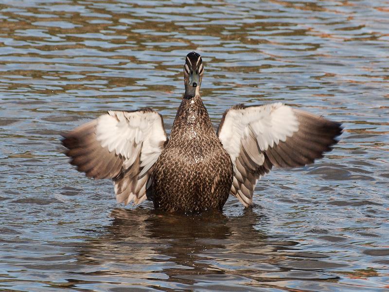 Flapping Duck, Adelaide