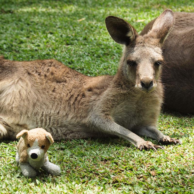 Cardiff and the Grey Kangaroo