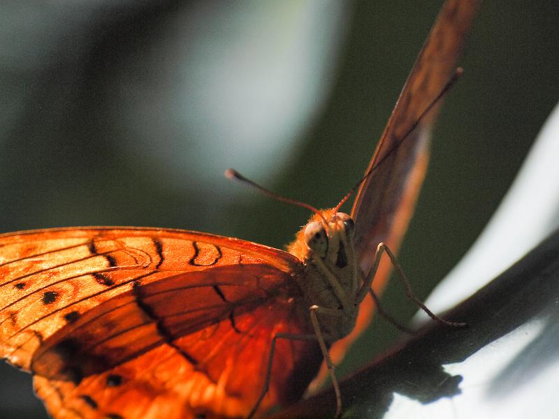 Backlit Butterfly, Kuranda