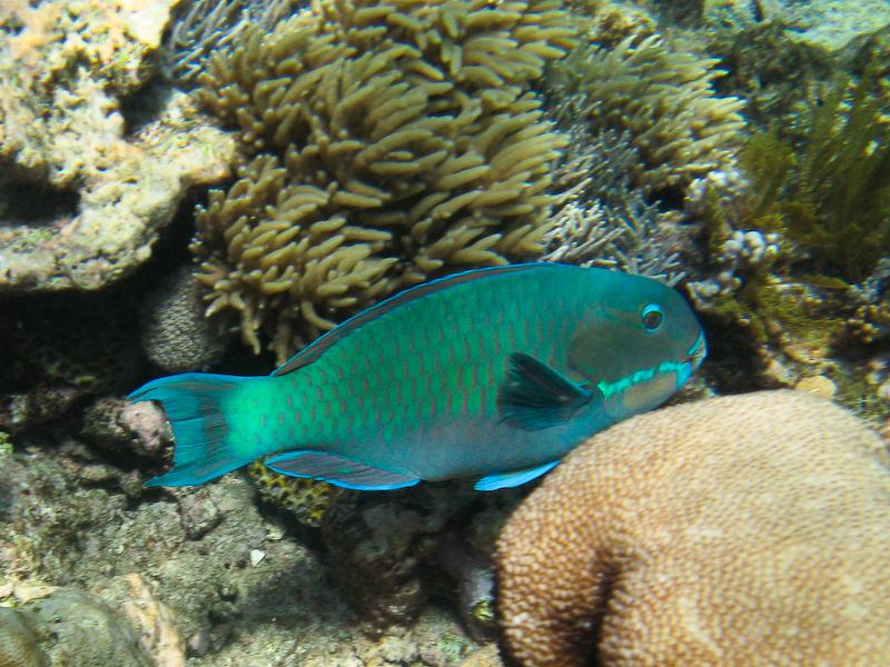 Bluepatch Parrotfish, Great Barrier Reef