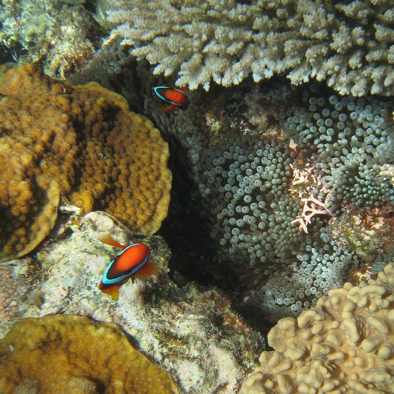 Nemo, Great Barrier Reef