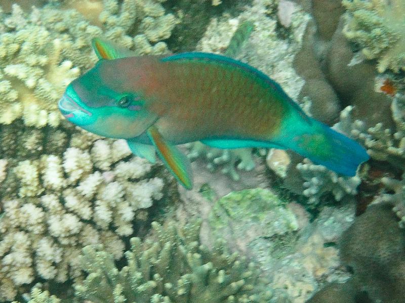 Bullethead Parrotfish, Great Barrier Reef