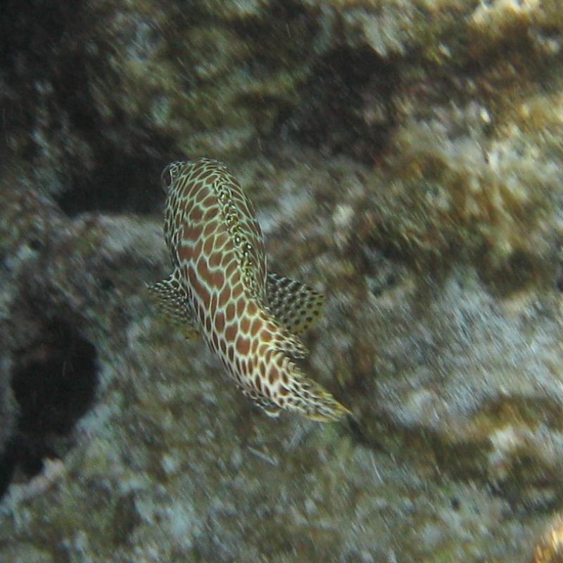 Harlequin Sweetlips, Great Barrier Reef