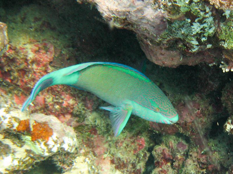 Parrotfish, Great Barrier Reef