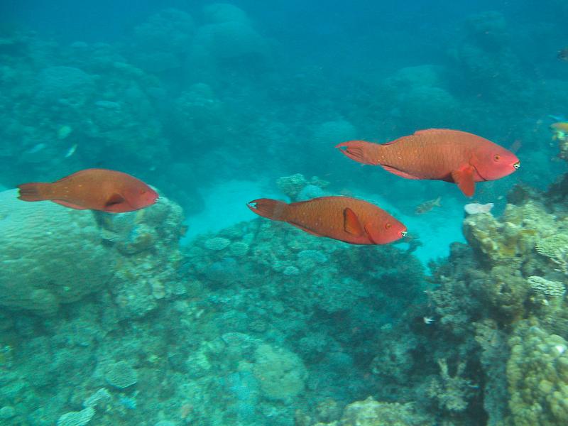 School of Parrotfish, Great Barrier Reef