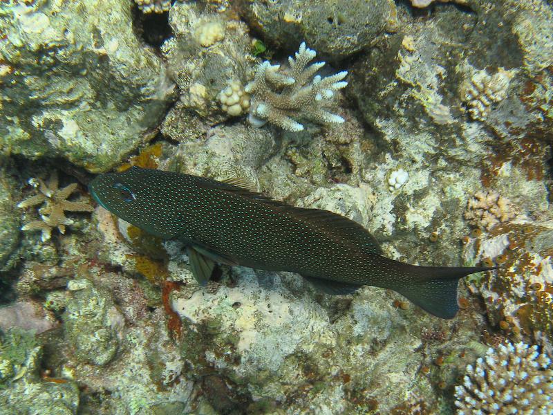 Speckled Fish, Great Barrier Reef