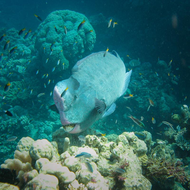 double-Headed Parrotfish, Great Barrier Reef double-Headed Parrotfish, Great Barrier Reef