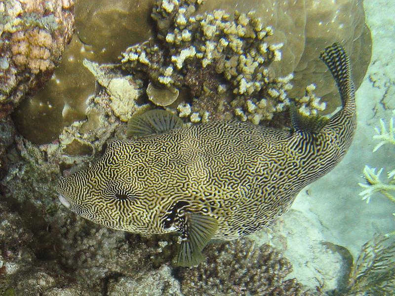 Map Pufferfish, Great Barrier Reef