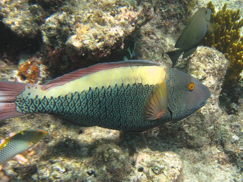 Surprised-looking UFO, Great Barrier Reef