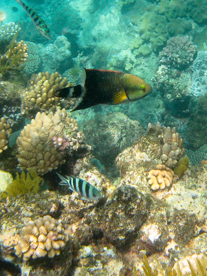 Cool Fishies, Great Barrier Reef