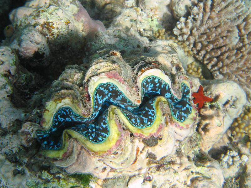 Giant Clam & Starfish, Great Barrier Reef