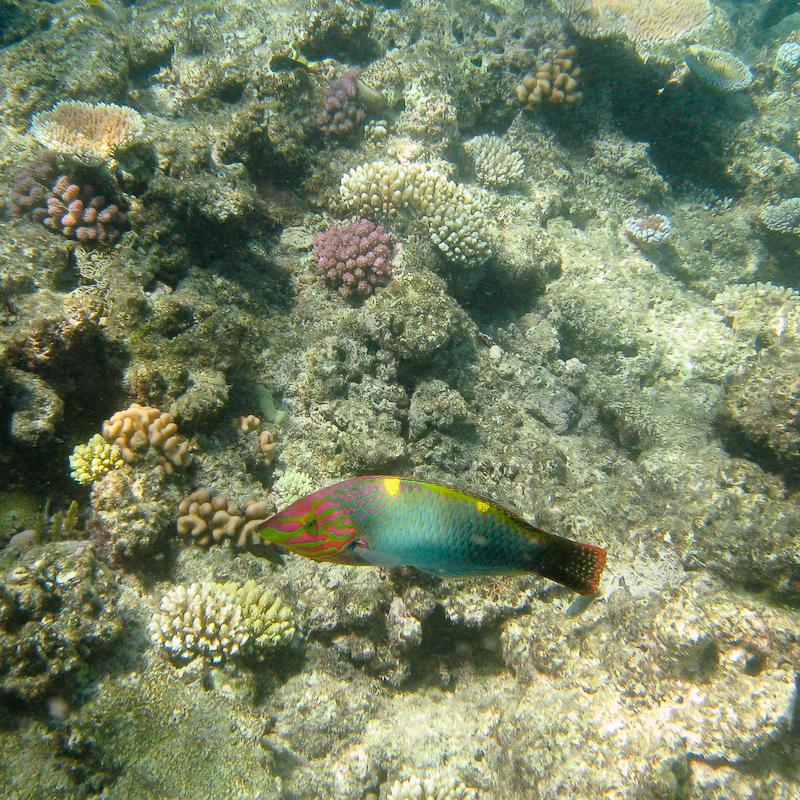 Checkerboard Wrasse