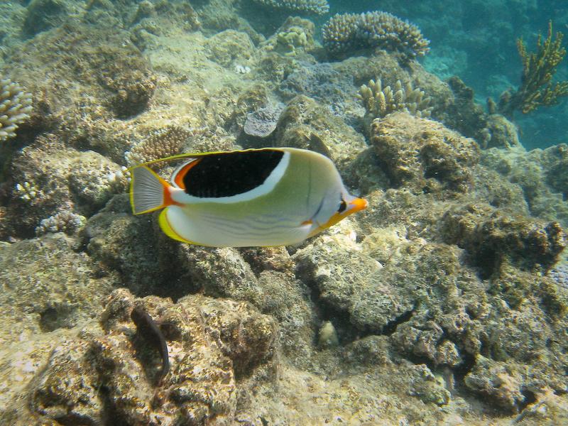 Saddled Butterflyfish, Great Barrier Reef