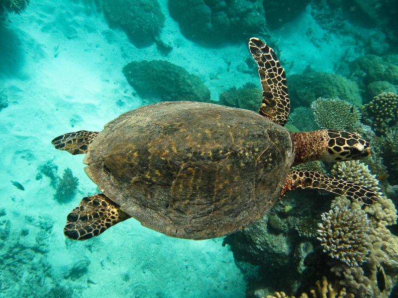 Hawksbill turtle, Great Barrier Reef