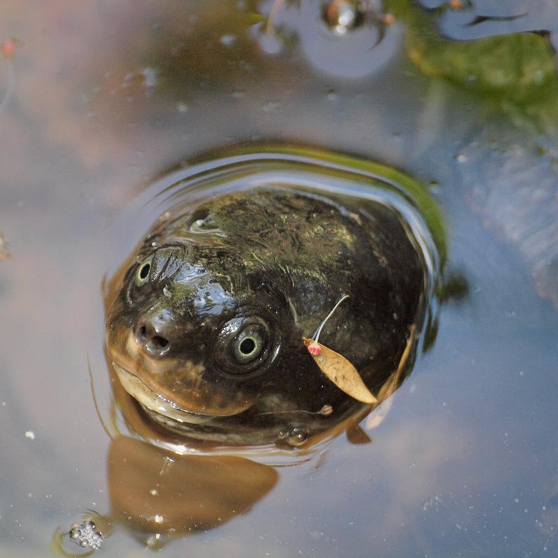 Pig-nose Turtle, Cairns