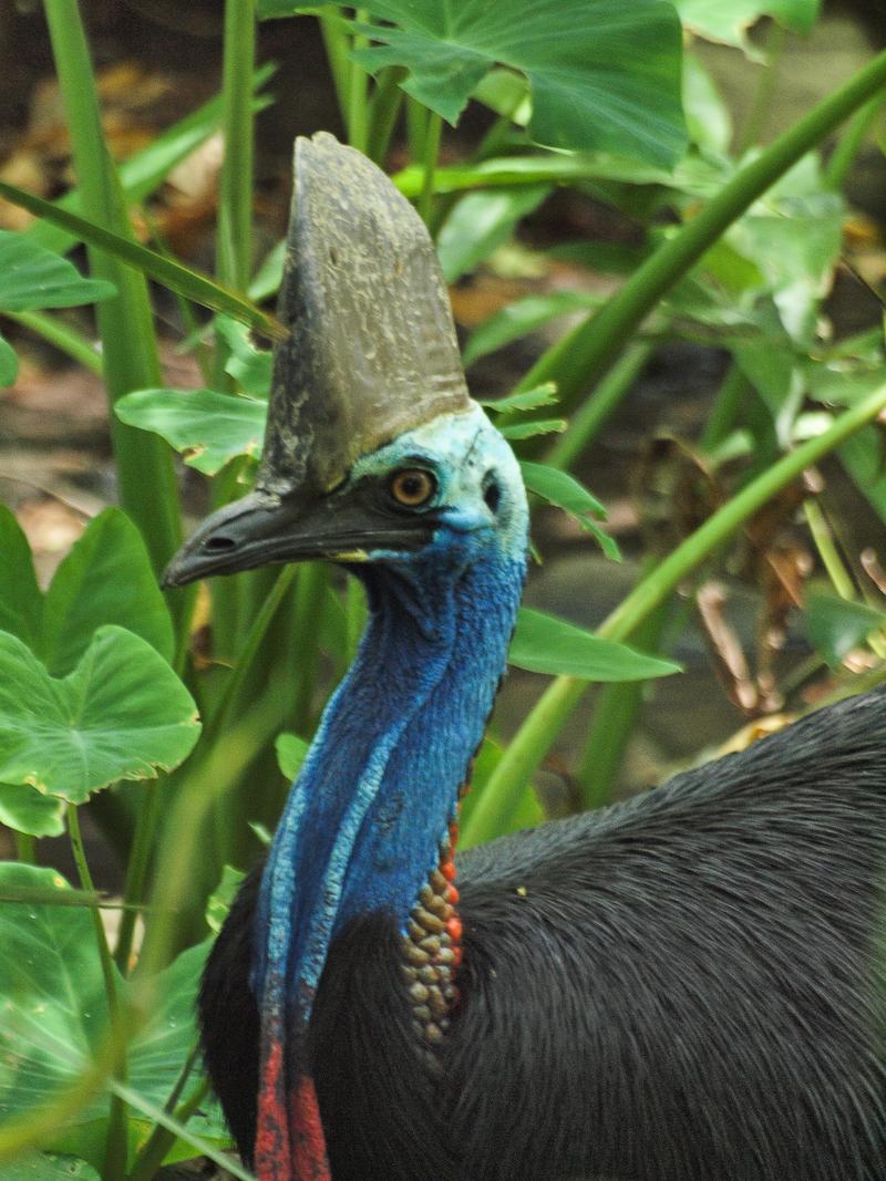 Portrait of a Cassowary, Cairns