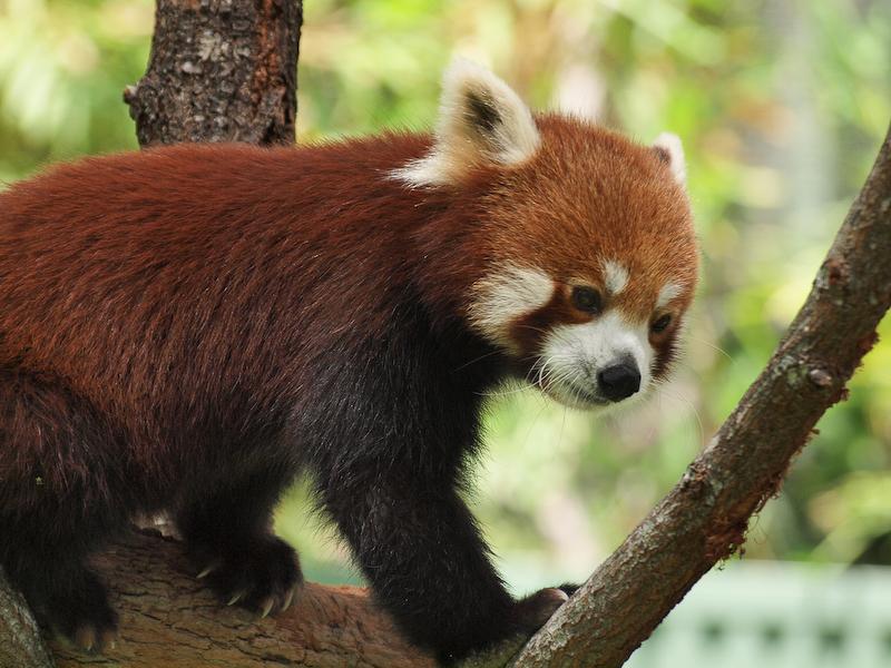 Red Panda, Cairns