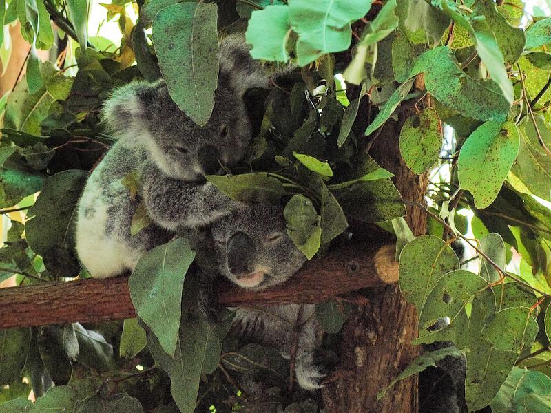 Koalas, Cairns