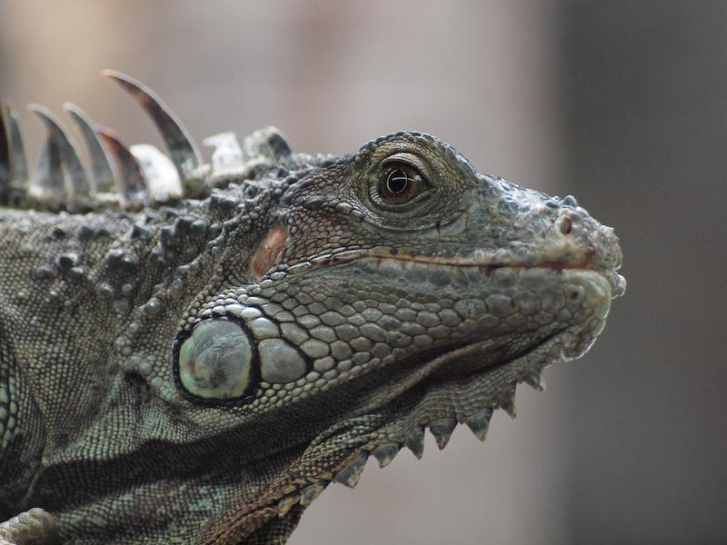 Green Iguana, Cairns