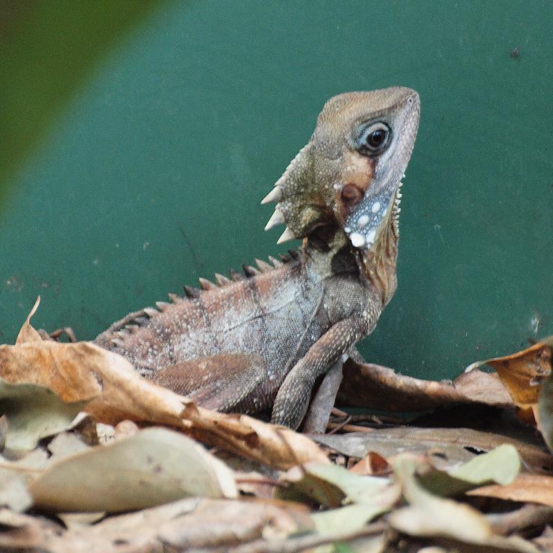 Boyd's Forest Dragon, Cairns