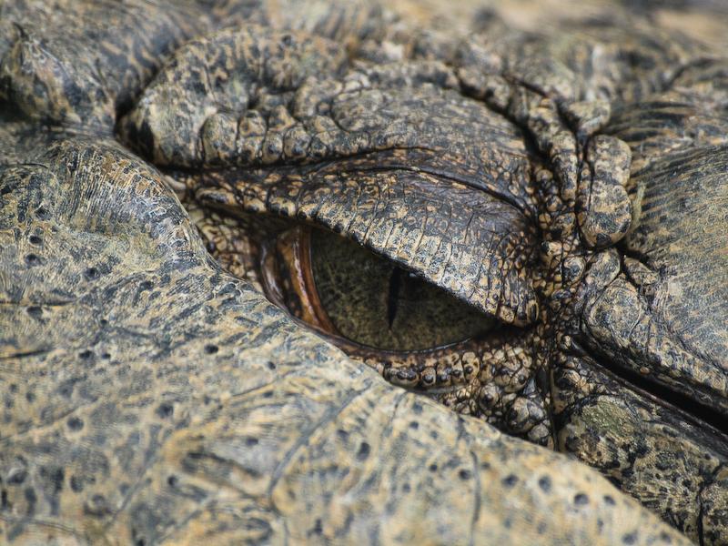 Eye of a Saltie, Cairns