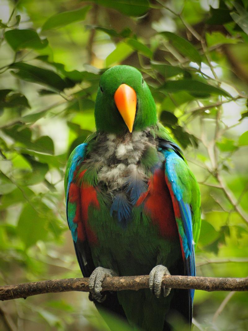 Male Eclectus Parrot, Cairns