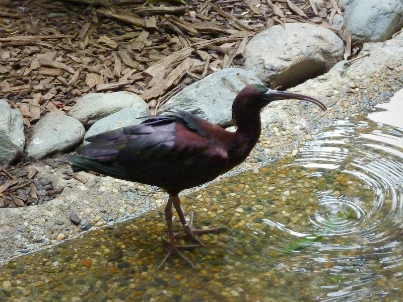 Glossy Ibis, Cairns