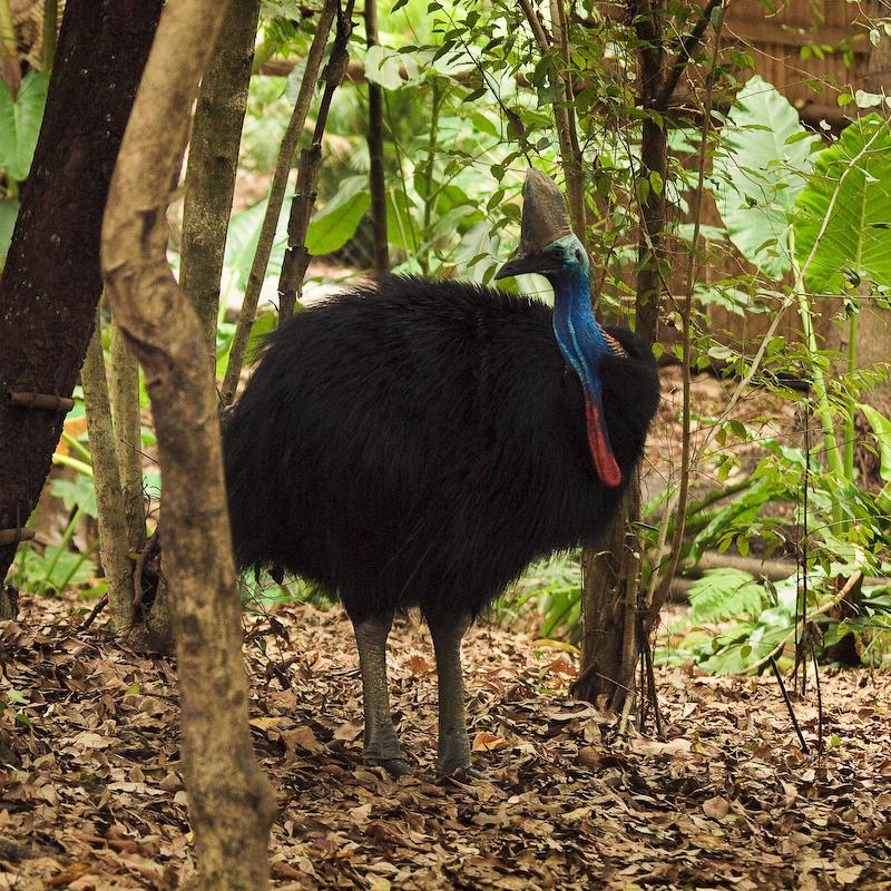 Cassowary, Cairns