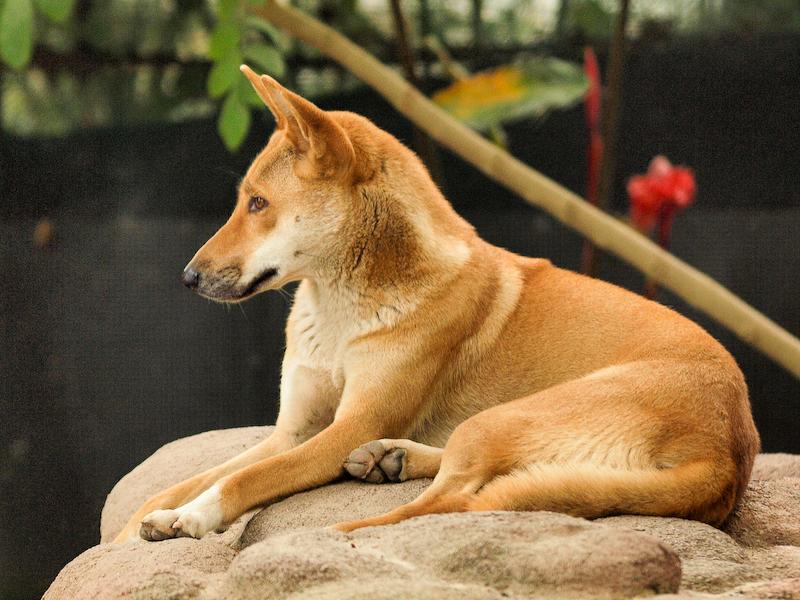 Dingo, Cairns