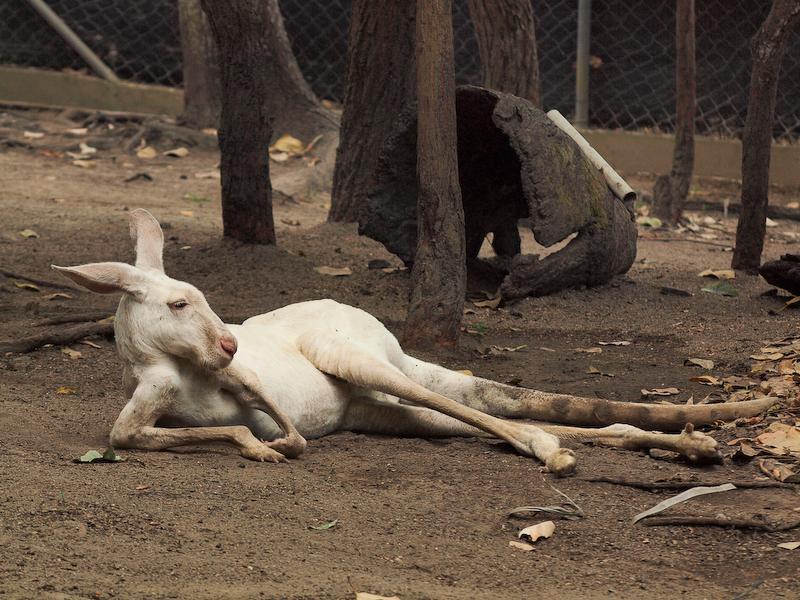 White Kangaroo, Cairns