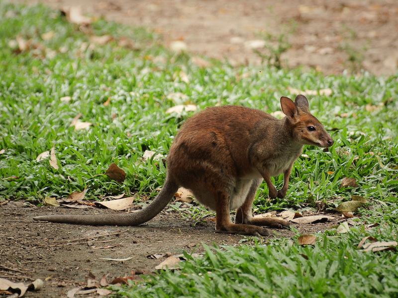 Red-Necked Pademelon, Cairns
