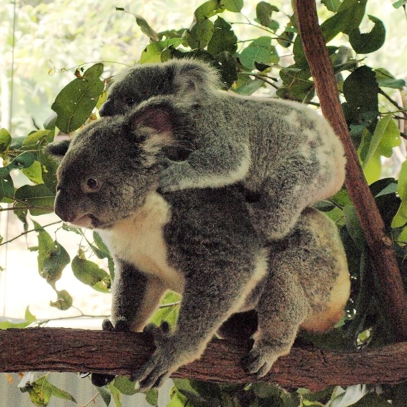 Koala Mum and Joey, Cairns