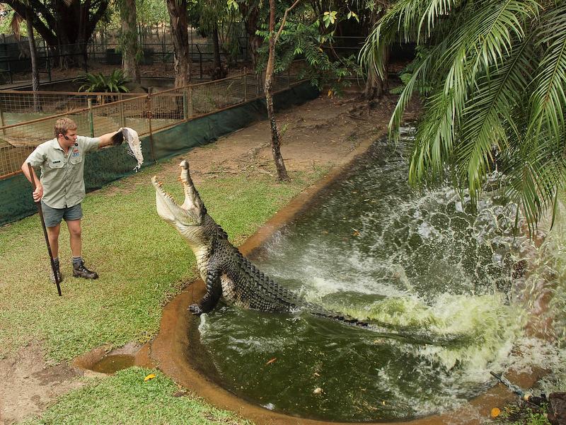 Gummy wants his Barramundi, Cairns