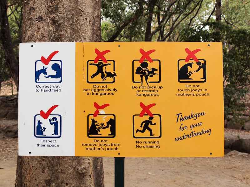 Play Nicely with the Kangaroos, Cairns