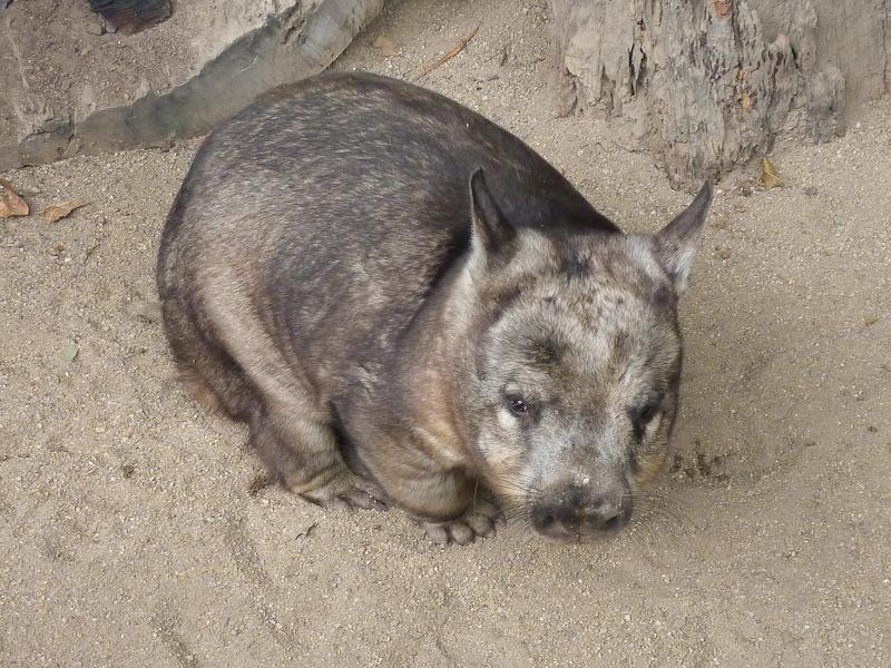 Southern Hairy-Nosed Wombat, Cairns