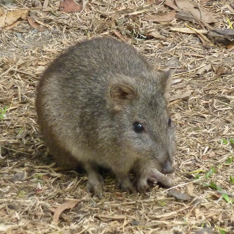 Long-nosed Potoroo, Cairns