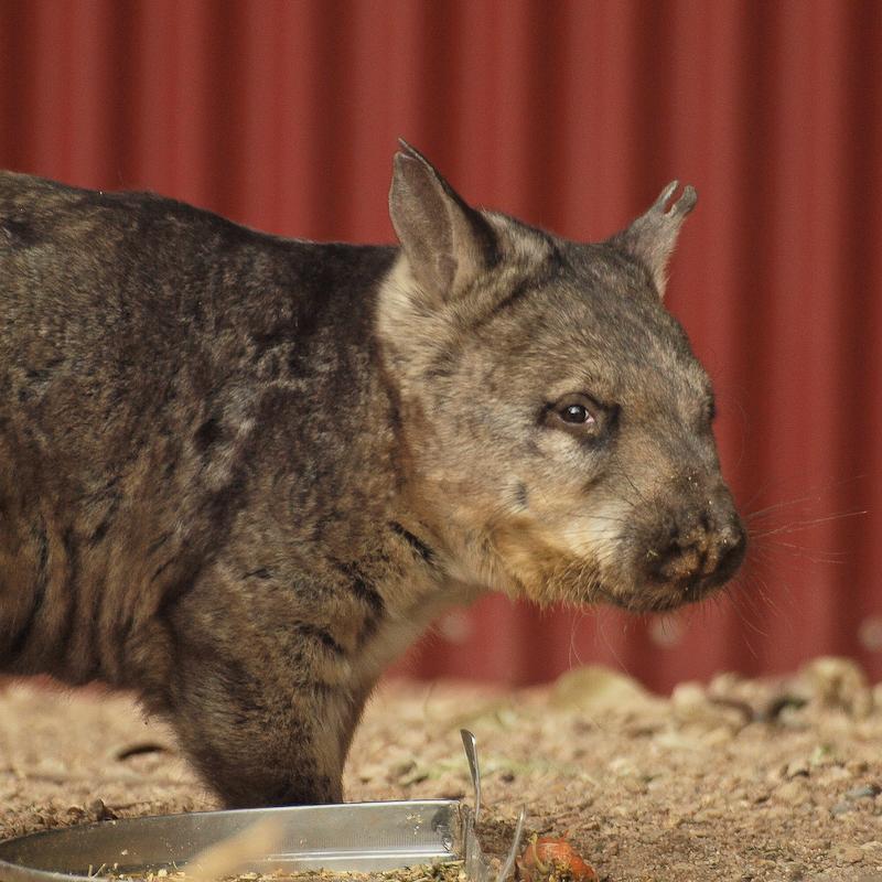 Portrait of a Southern Hairy-Nosed Wombat, Cairns