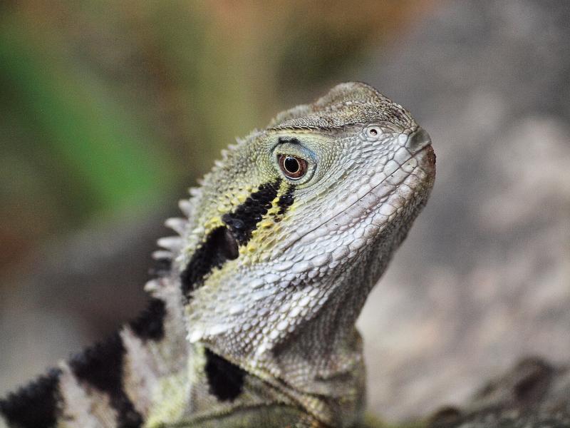 Eastern Water Dragon Portrait, Cairns