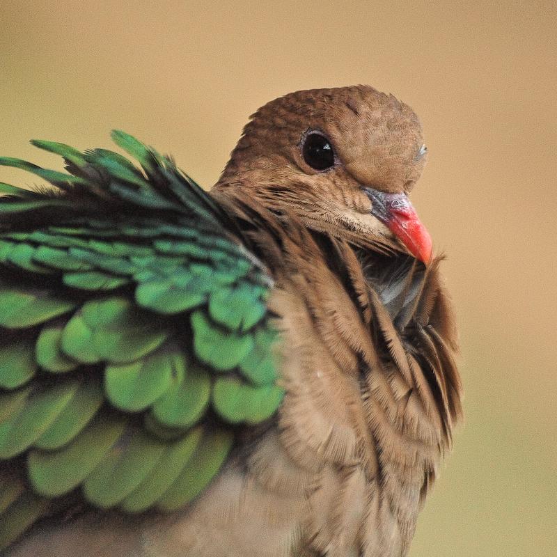 Emerald Dove, Cairns