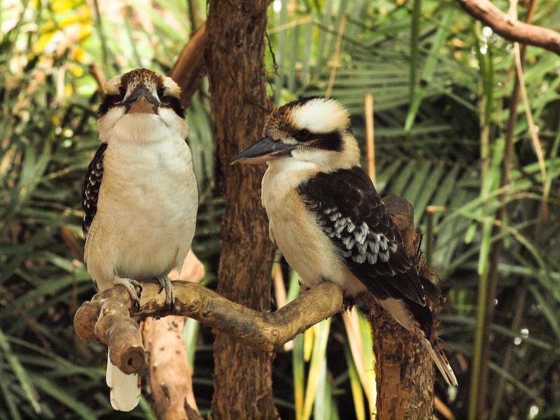 Pair of Laughing Kookaburras, Cairns