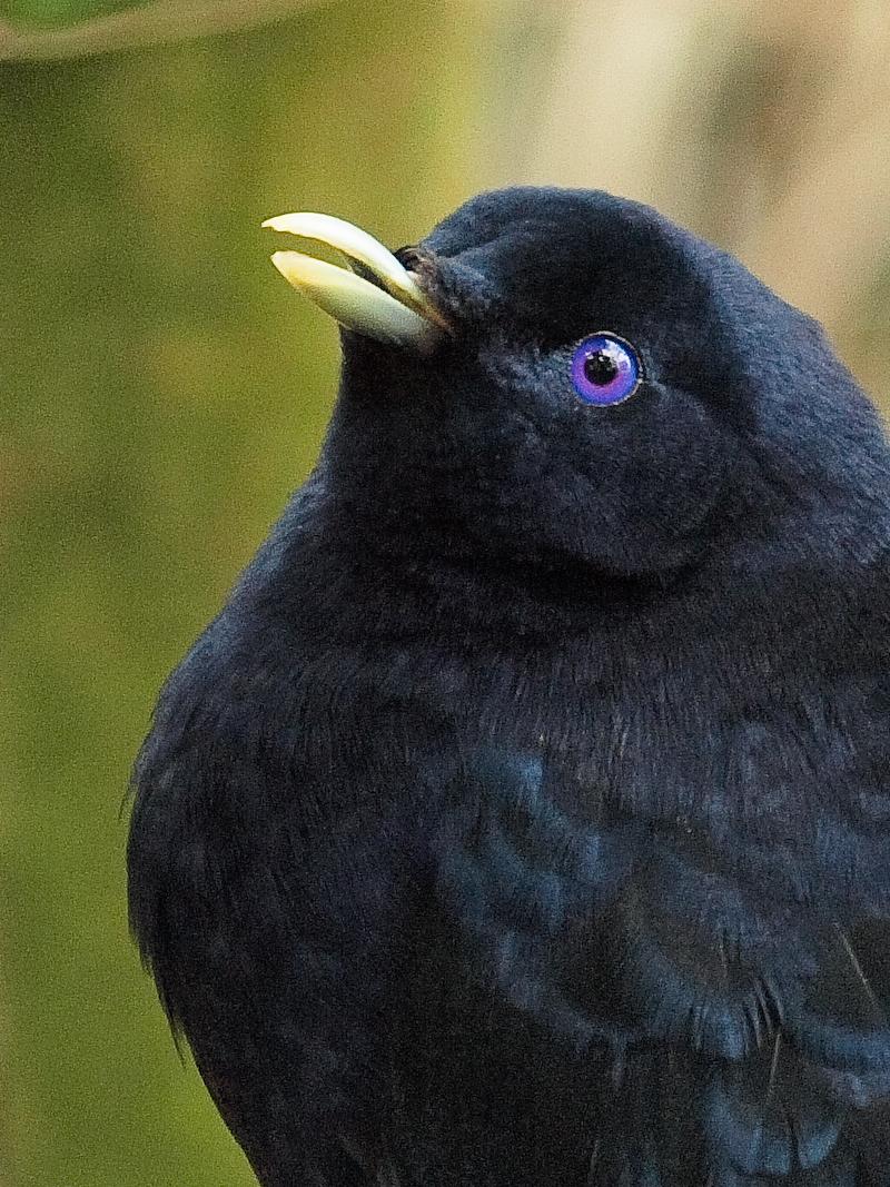 Blackbird, Cairns