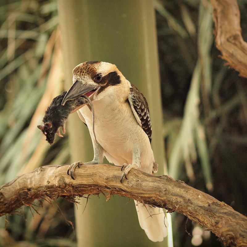 Kookaburra with a Treat, Cairns