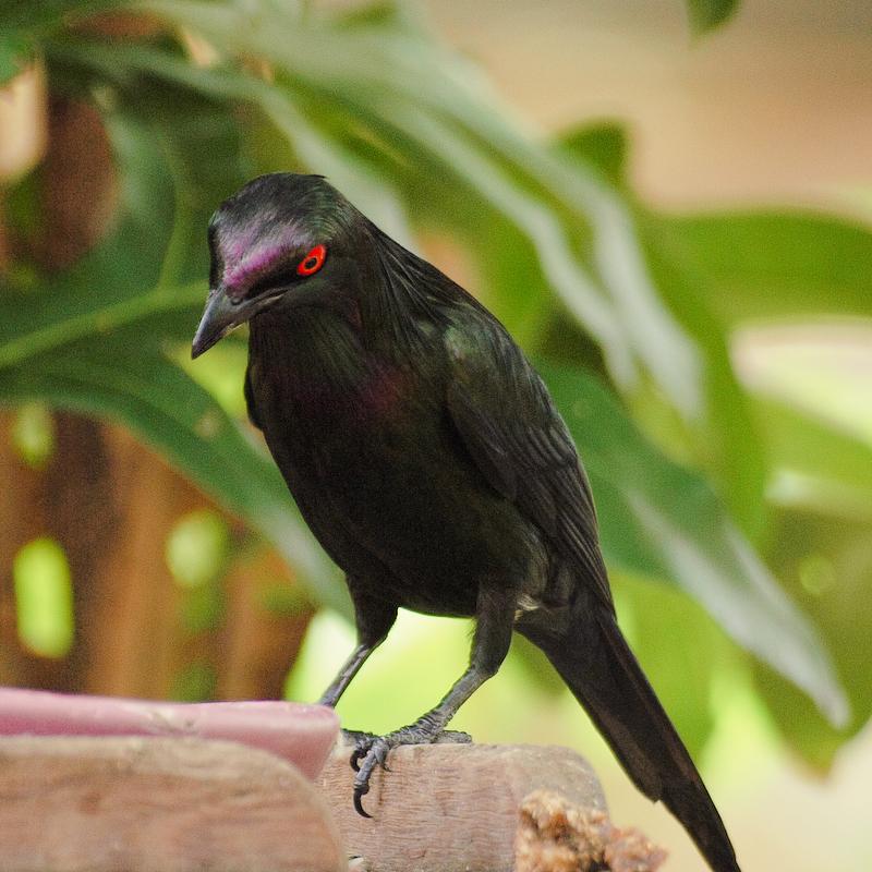 Metallic Starling, Cairns