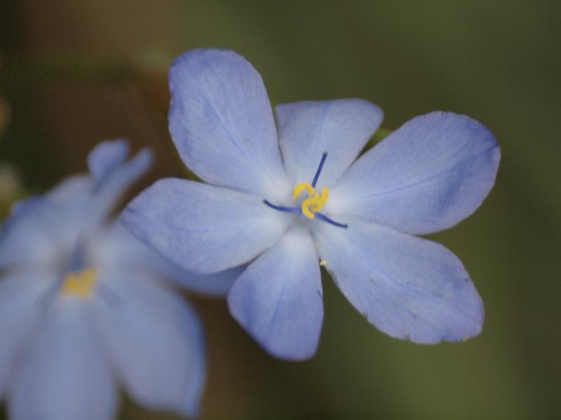 Pretty blue flowers, Kangaroo Island