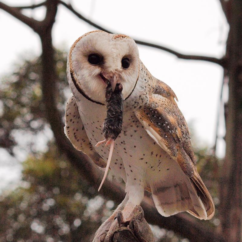 Barn Owl with Mouse, Kangaroo Island