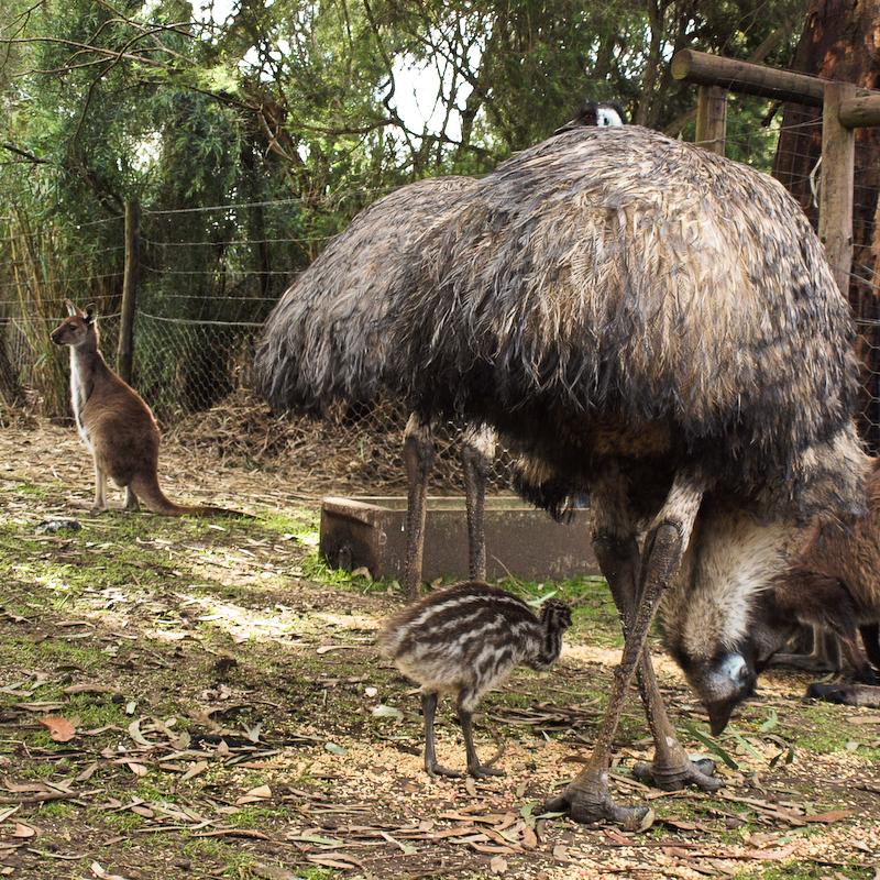 Emus, Kangaroo Island