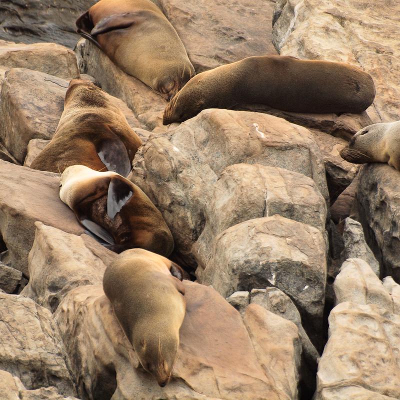 Lounging Fur Seals, Kangaroo Island