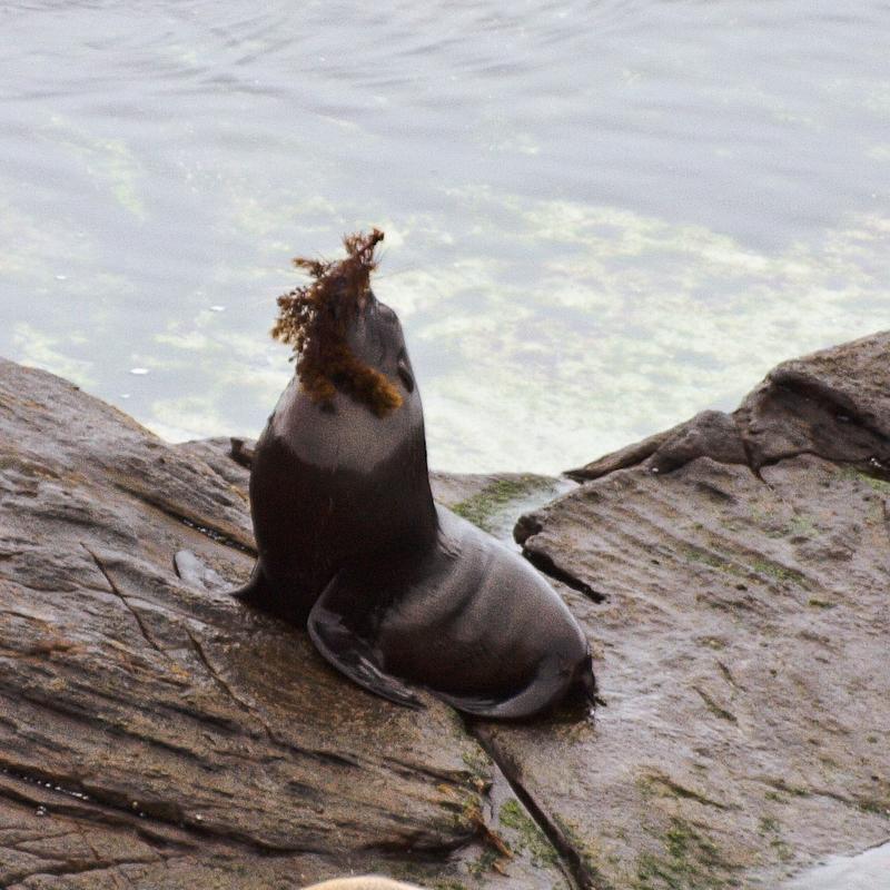 "Hunting" Seal Pup, Kangaroo Island