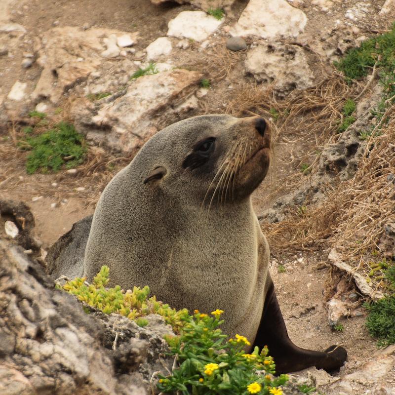 Climbing Fur Seal