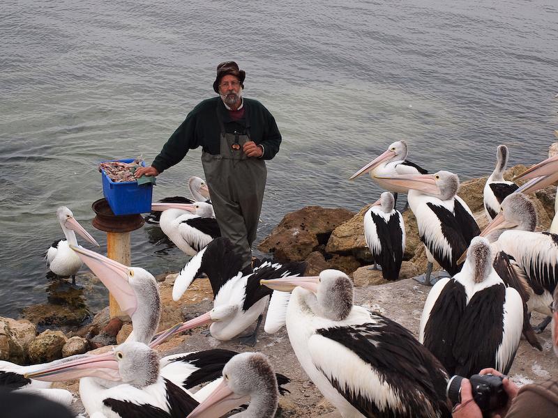 Pelican Man, Kangaroo Island